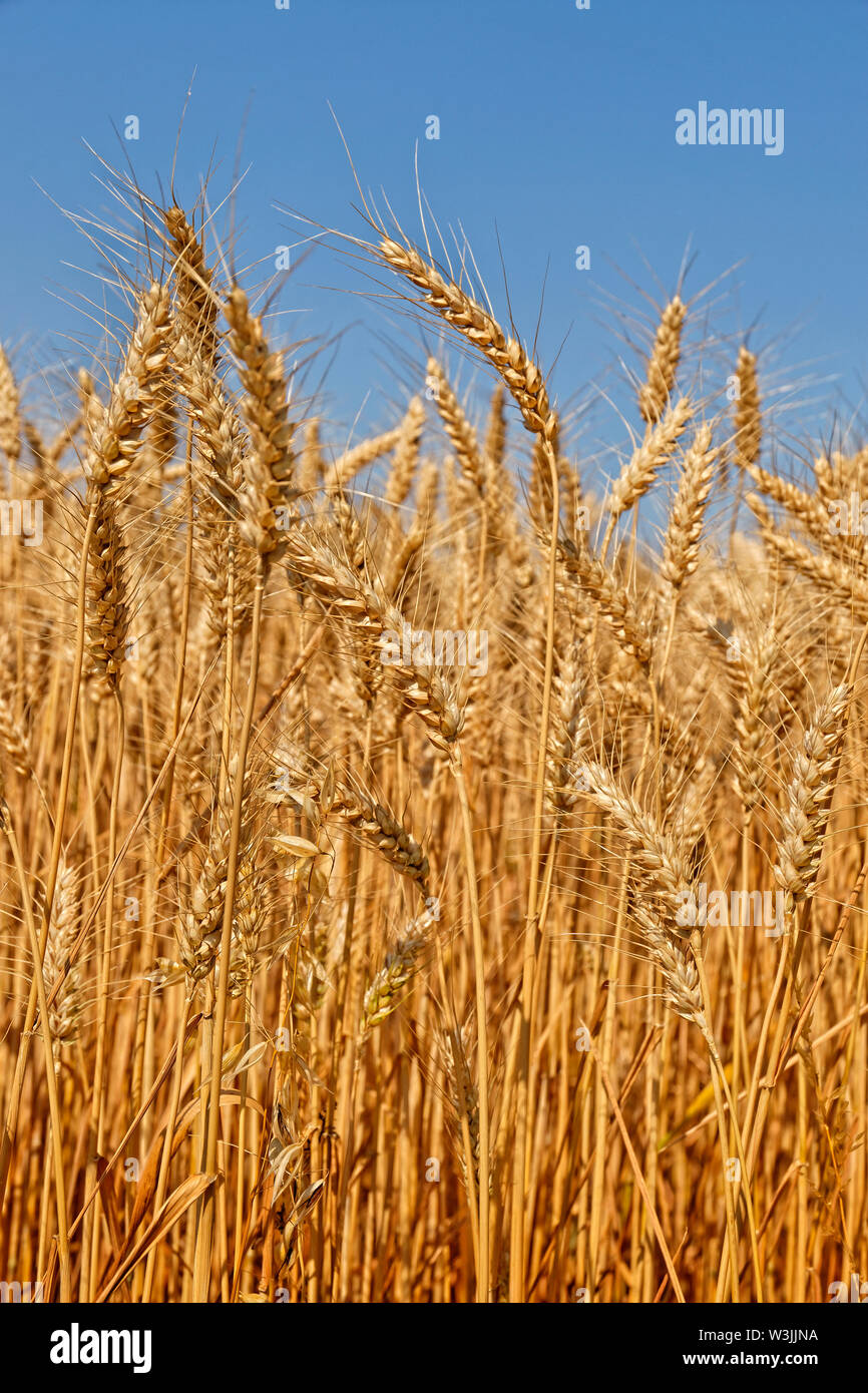 Barley cereal crop. Stock Photo