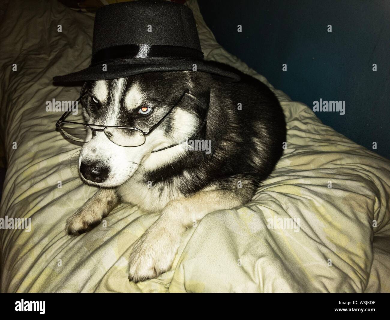 intelligent dog with glasses and black cap laying on bed Stock Photo