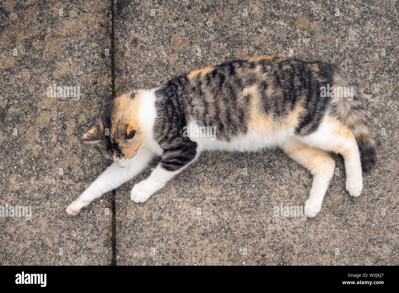 Pregnant cat hires stock photography and images Alamy