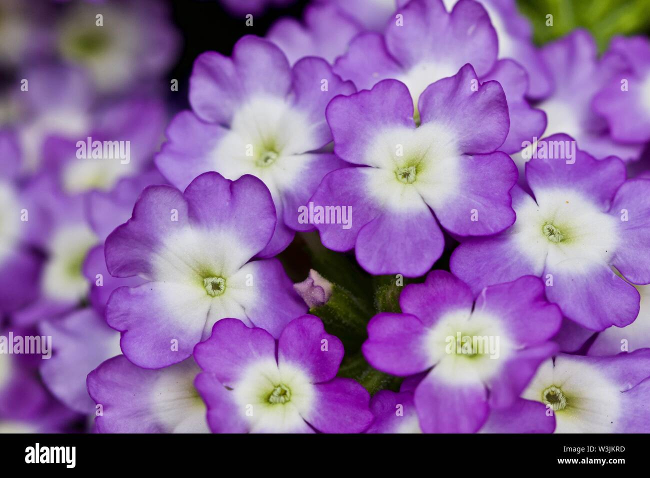 Closeup of purple and white Verbena Stock Photo