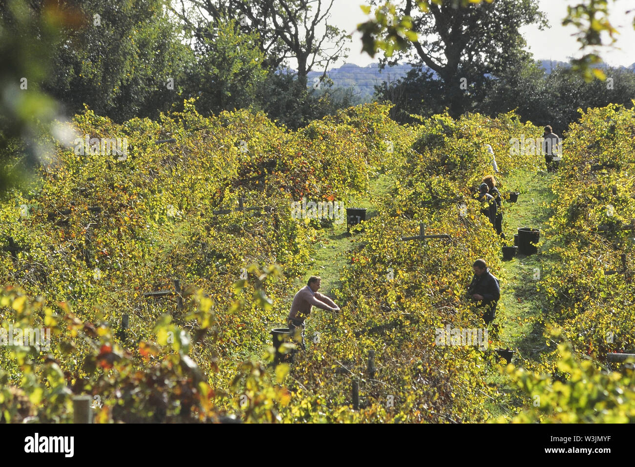 Grape picking at Carr Taylor Vineyard, East Sussex, England, UK Stock Photo
