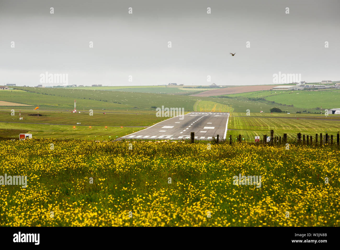 Kirkwall airport surrounded by buttercup strewn hay meadows, with a descending Skylark, Mainland Orkney, Scotland, UK. Stock Photo