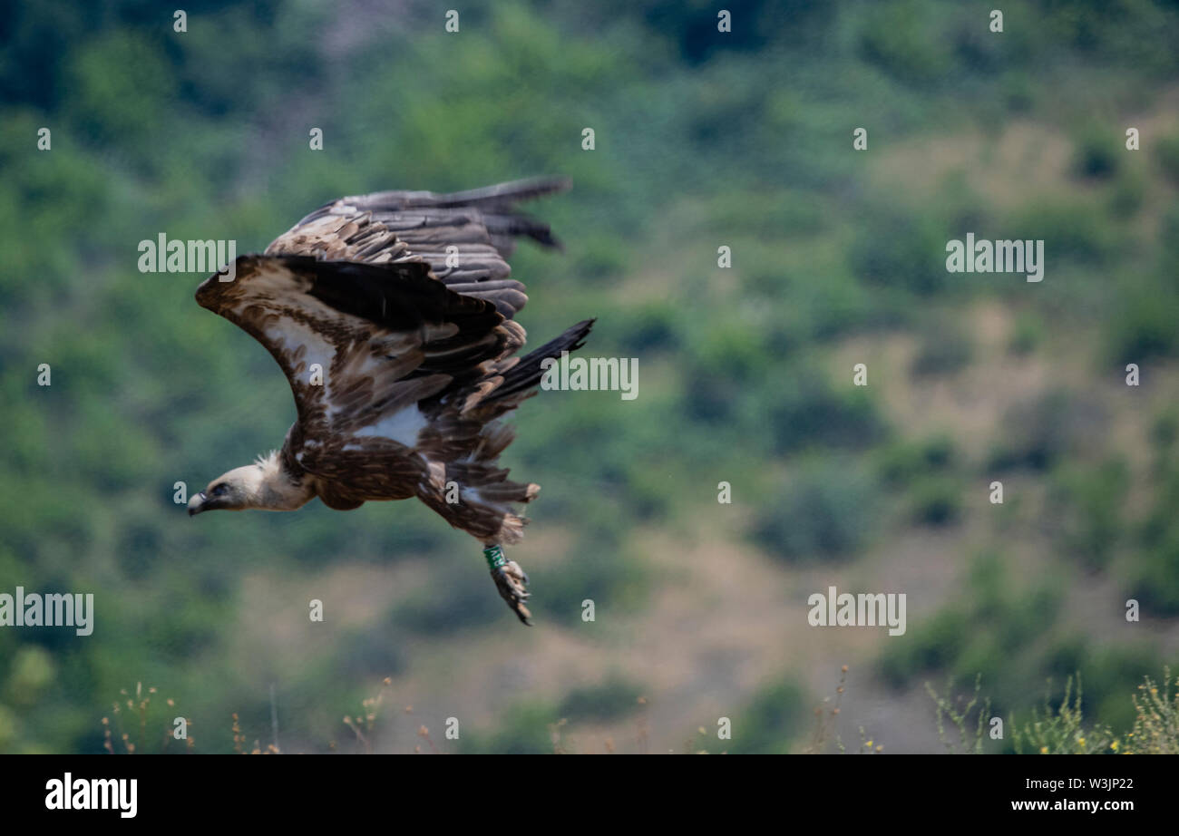 Rhodope Mountains Bulgaria June 2019: Territory of the Arda River bed  Eastern Rhodope Mountains is the home of a few colonies of protected birds,  Griffin Vulture (Gyps fulvus) and Egyptian Vulture also