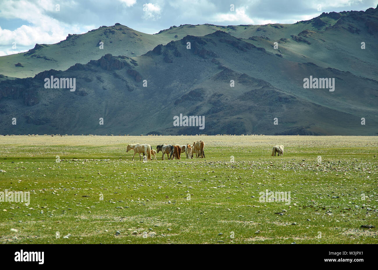 Mongolian Altai.  Scenic valley on the background of the snowcapped mountains.Herd graze in the camp Stock Photo