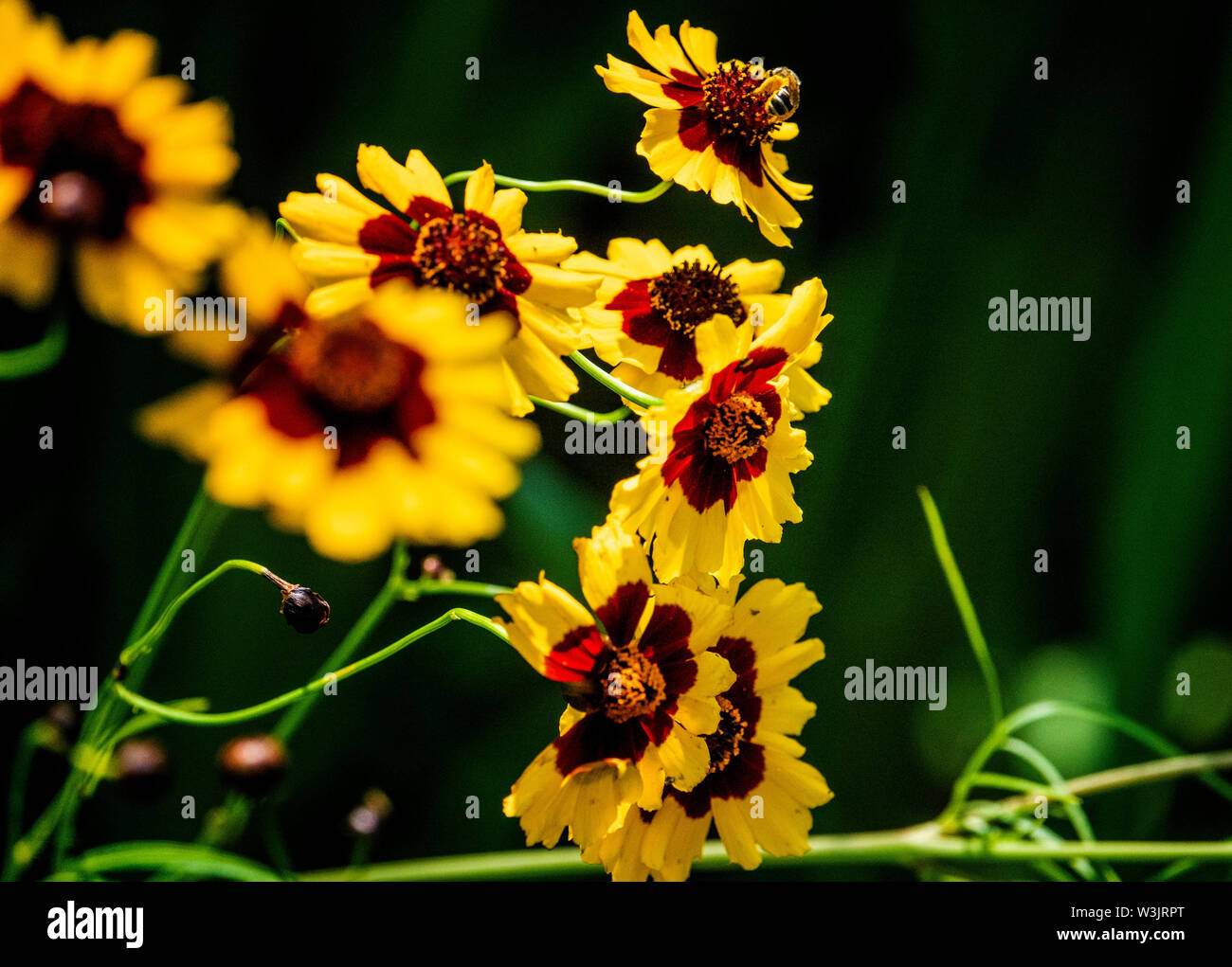 Bunched up flowers hires stock photography and images Alamy