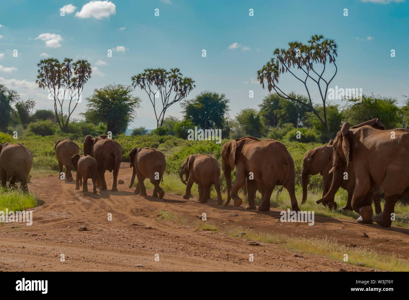 Herd of elephants in a savannah landscape hi-res stock photography and ...
