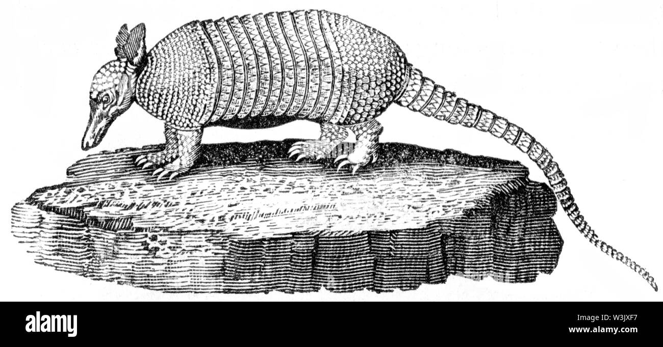 Wood cut engraved illustration, taken from 'Thomas Bewick 'A General History of Quadrupeds', Published by T. Bewick, Longman and Co. Printed by Edward Stock Photo