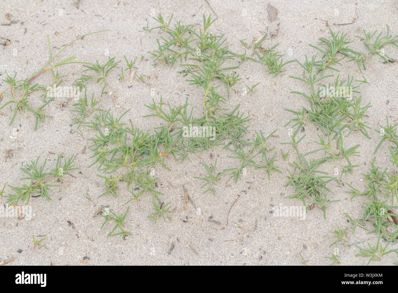 Early shoots / foliage / leaves of Prickly Saltwort / Salsola kali on a sandy beach. Once used as a source of soda in glass-making. Stock Photo