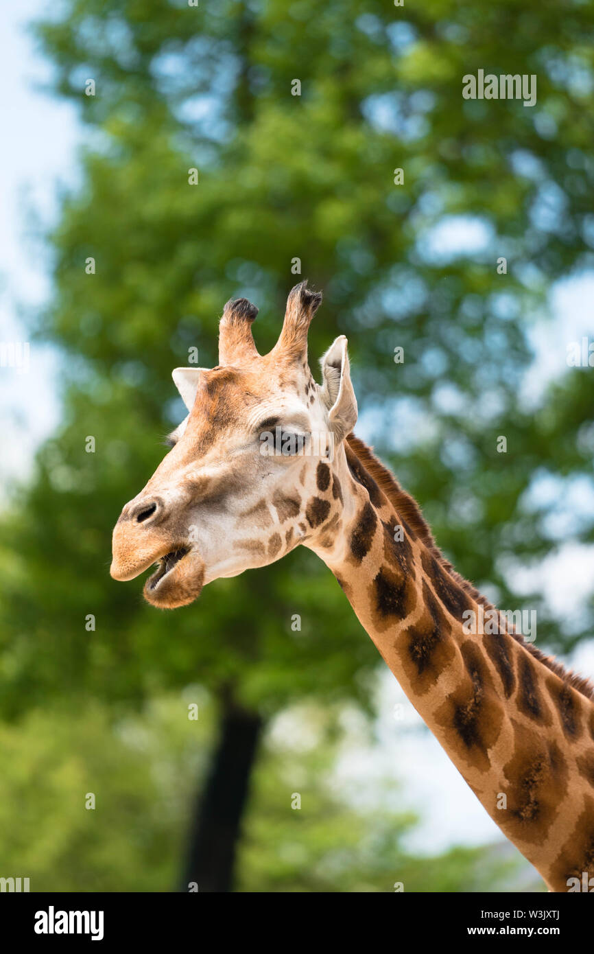 Maasai giraffe (Giraffa camelopardalis tippelskirchii) Chester England UK. May 2019 Stock Photo