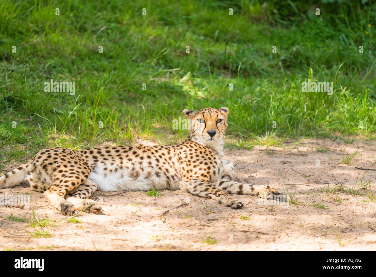 チータ　Cheetah Fierce Battle] Carnivorous beasts attacking newborn