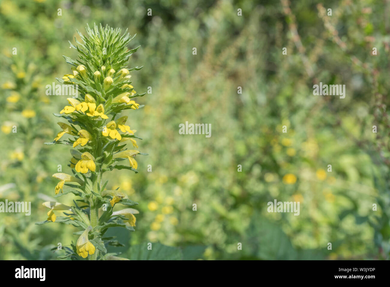 Macro close-up of yellow flowers of Yellow Bartsia / Parentucellia viscosa growing in damp ground (June). Sometimes invasive species, sticky texture. Stock Photo