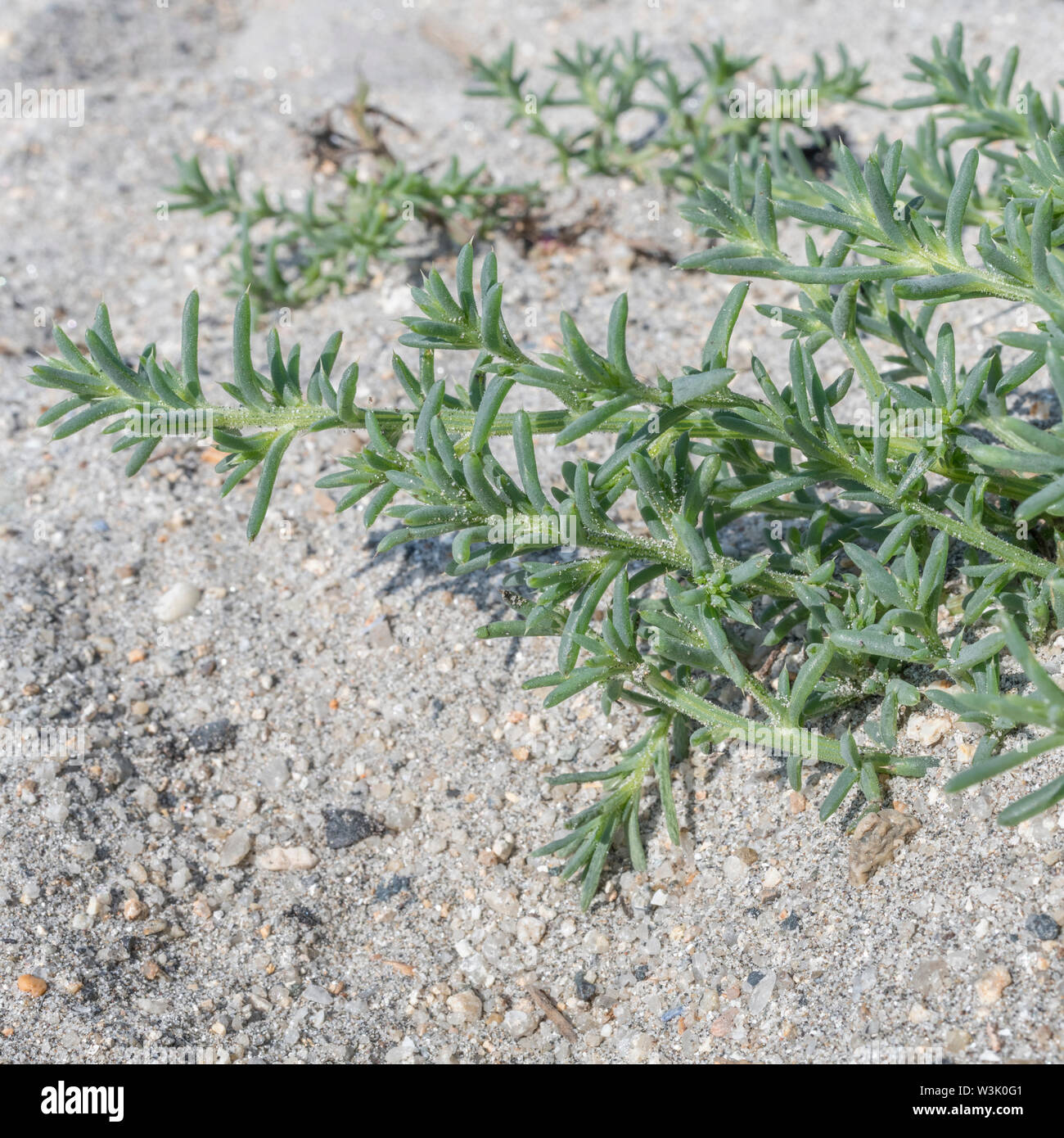 Mid-summer foliage /  leaves of Prickly Saltwort / Salsola kali on a sandy beach. Once used as a source of soda in glass-making. Stock Photo