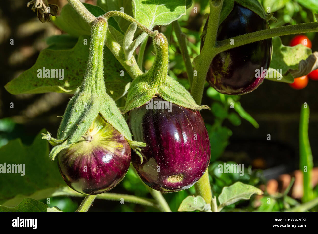 Closeup of Aubergines growing on plant Stock Photo Alamy