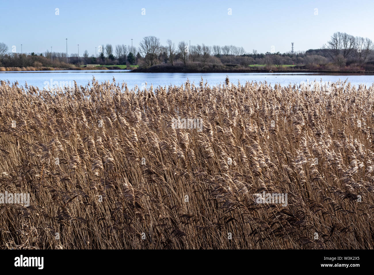 Dry grass field on lake side in late winter Stock Photo
