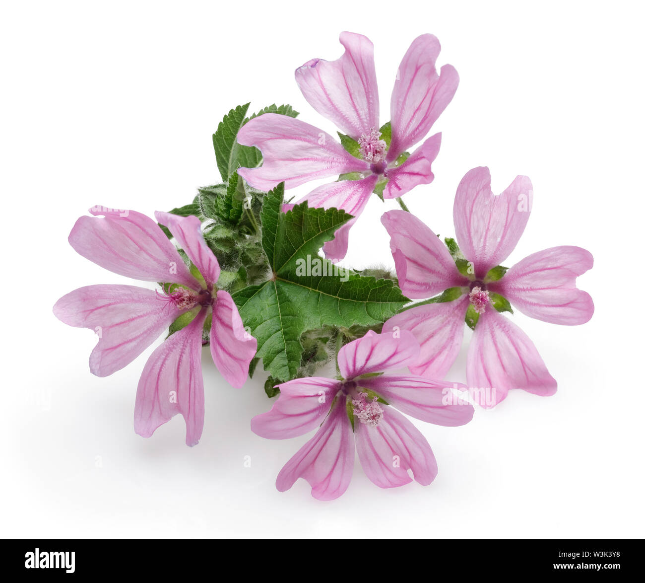Mallow plant with flowers and leaves isolated on white background Stock ...