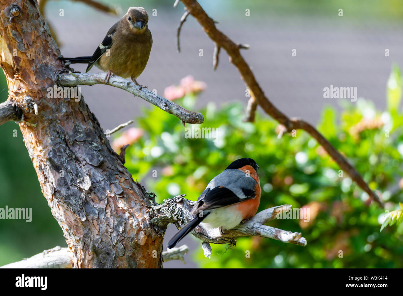 Male and female bullfinch (Pyrrhula pyrrhula) sitting on a pine branch with green foliage in background, picture from Northern Sweden. Stock Photo