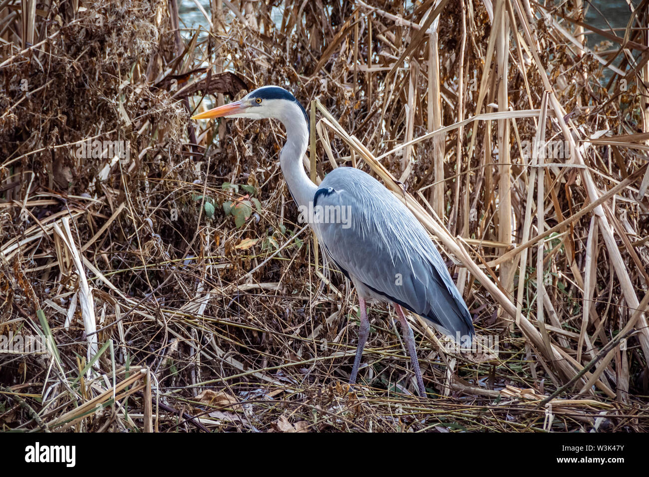 A Great Blue Heron bird hunting on the canalside 3 Stock Photo