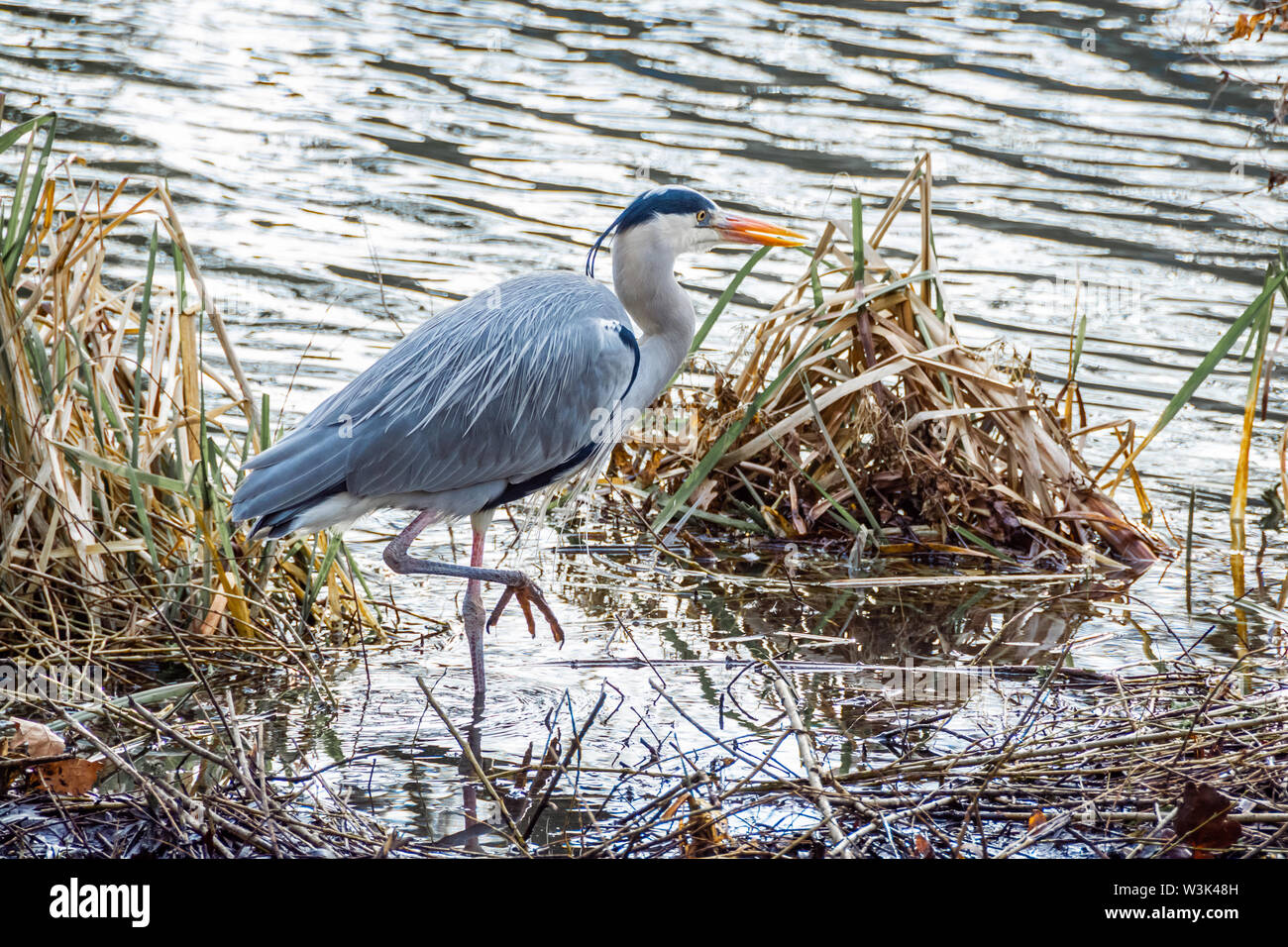 A Great Blue Heron bird hunting on the canalside 2 Stock Photo