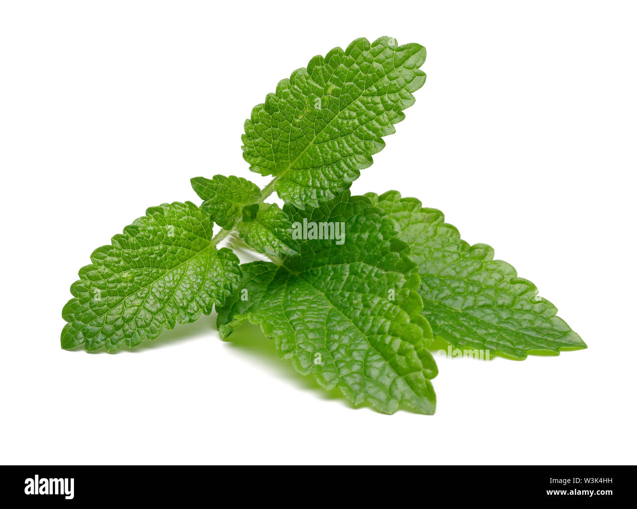 Fresh lemon balm leaves or melissa isolated on white background Stock Photo