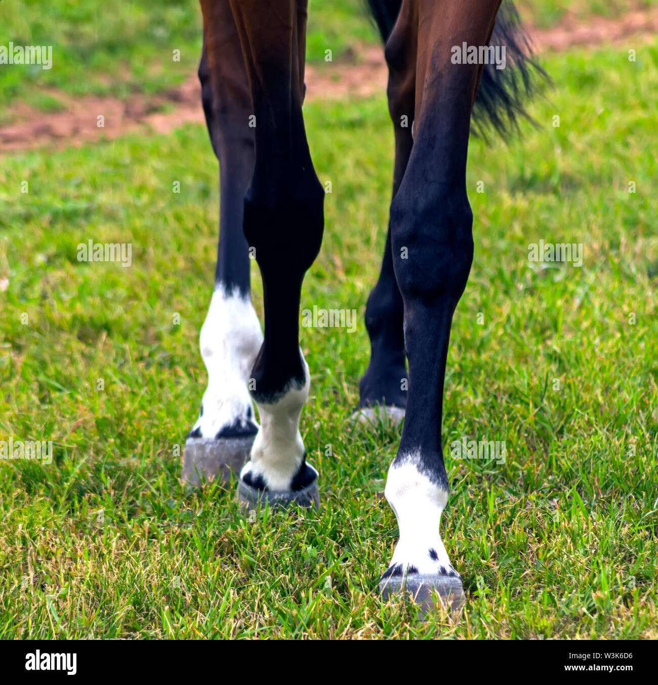 Horse Feet High Resolution Stock Photography and Images Alamy