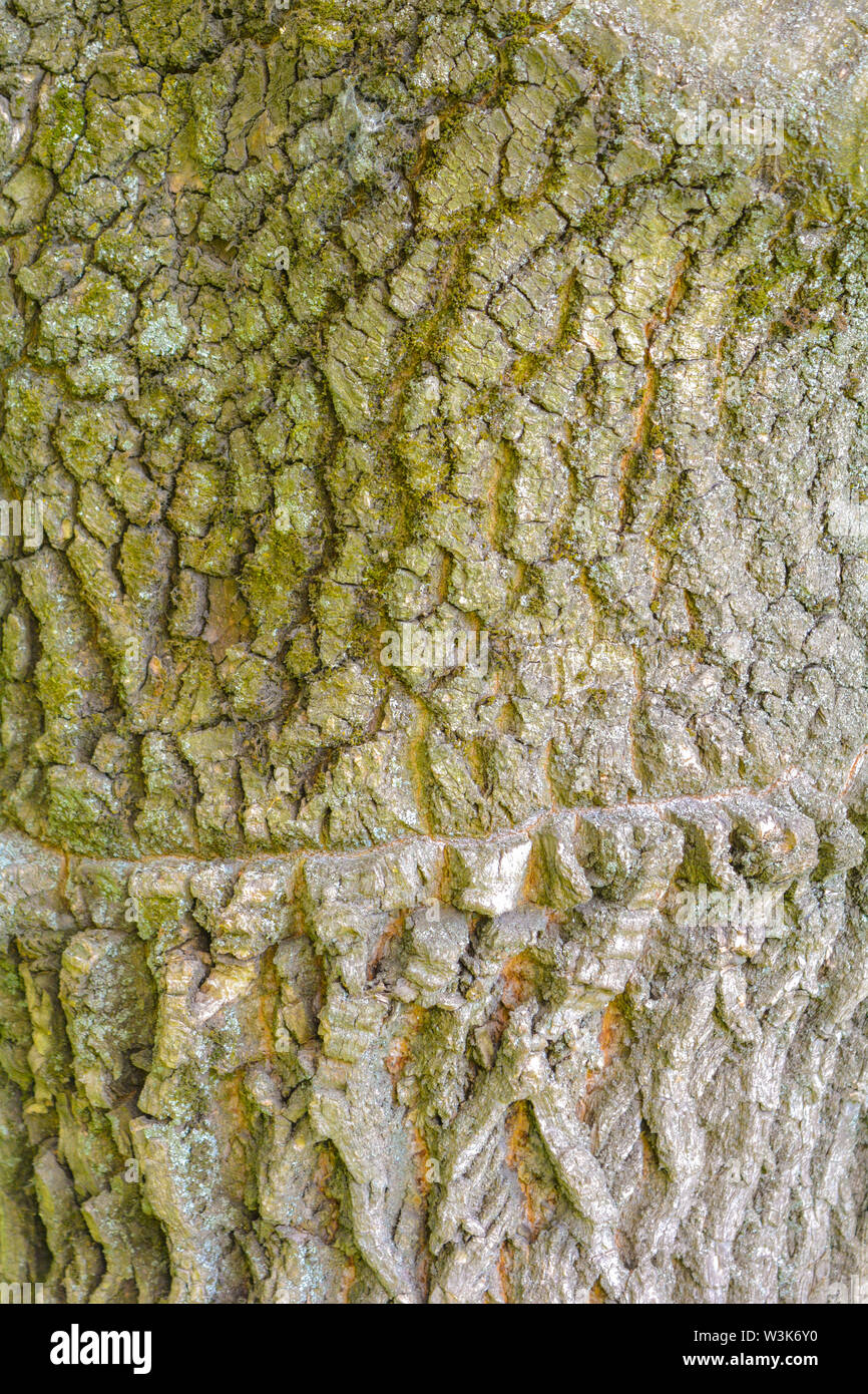 Texture of old tree bark with green moss Stock Photo - Alamy