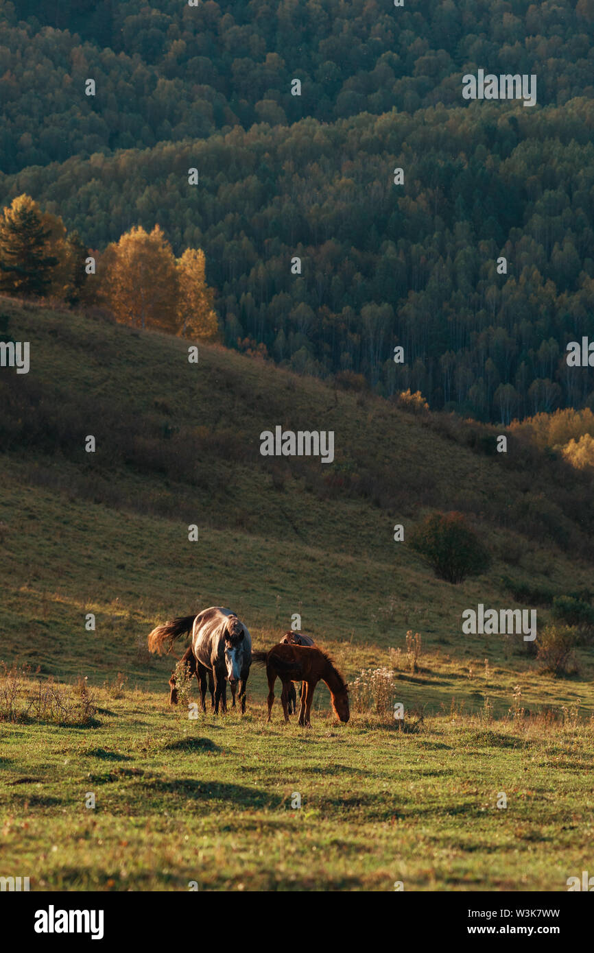 Fantastic light horse hires stock photography and images Alamy