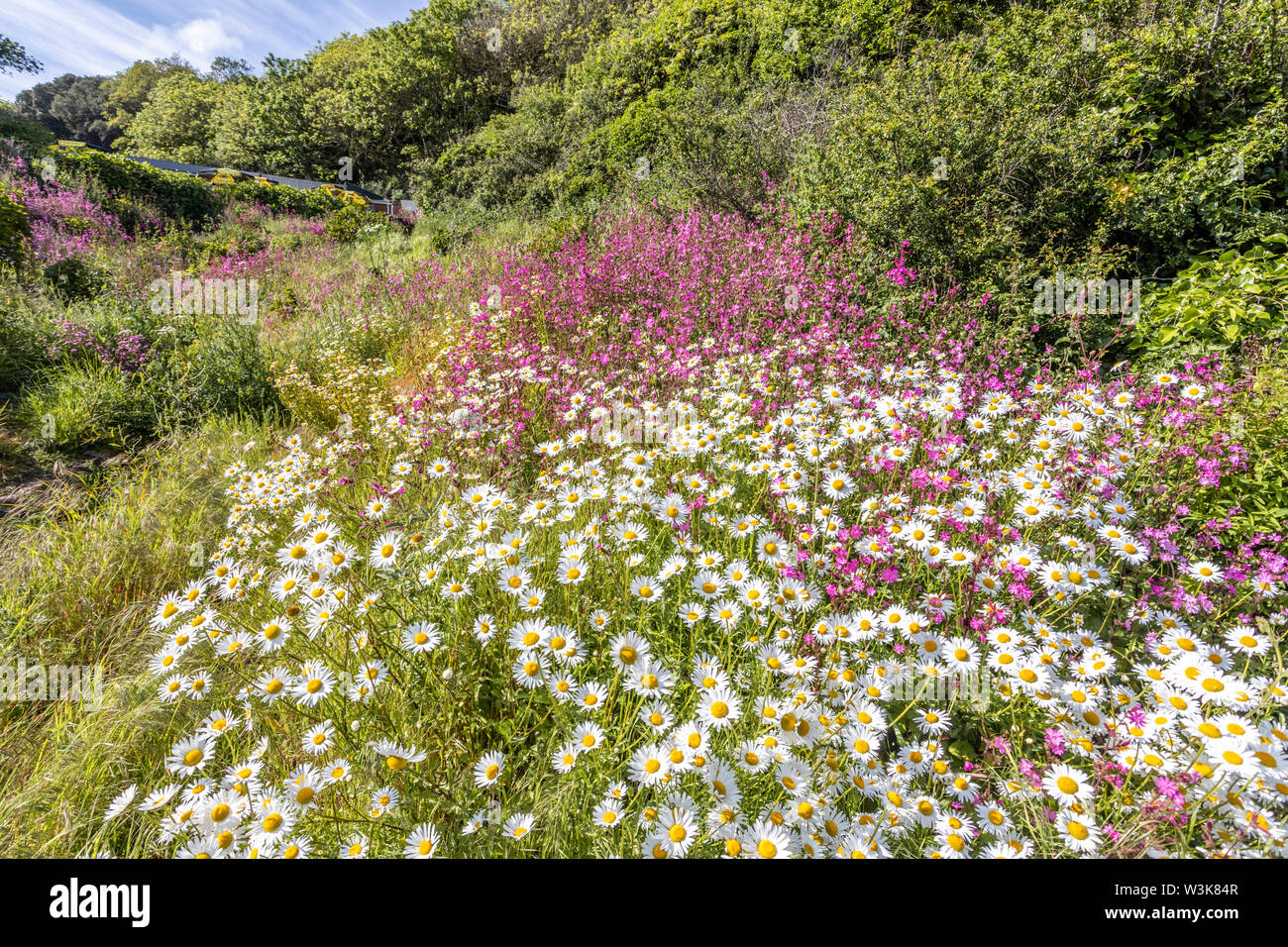 The beautiful rugged south coast of Guernsey - Wild flowers beside the coastal footpath round Moulin Huet Bay, Guernsey, Channel Islands UK Stock Photo