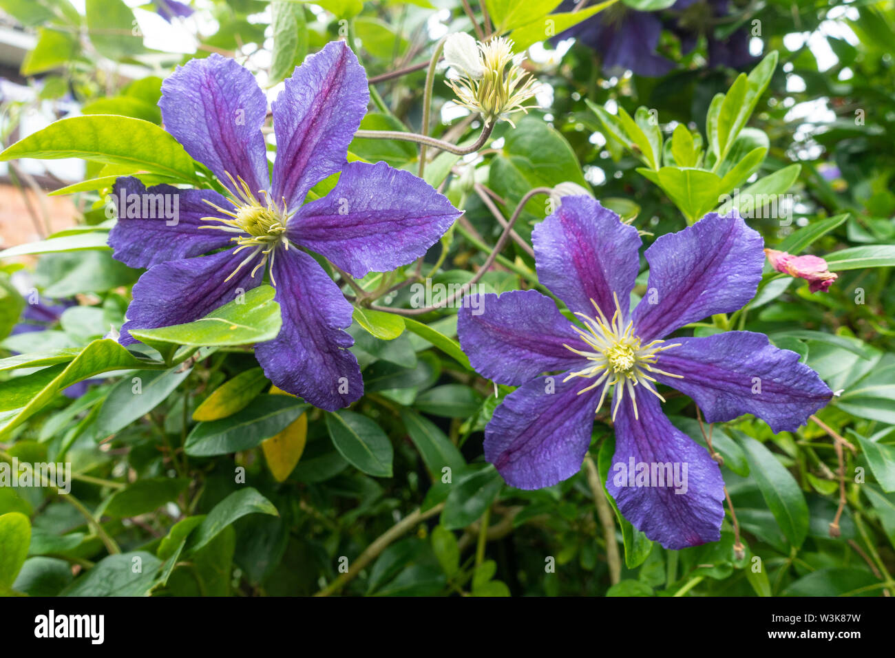 Close up view of purple clematis flowers. Stock Photo