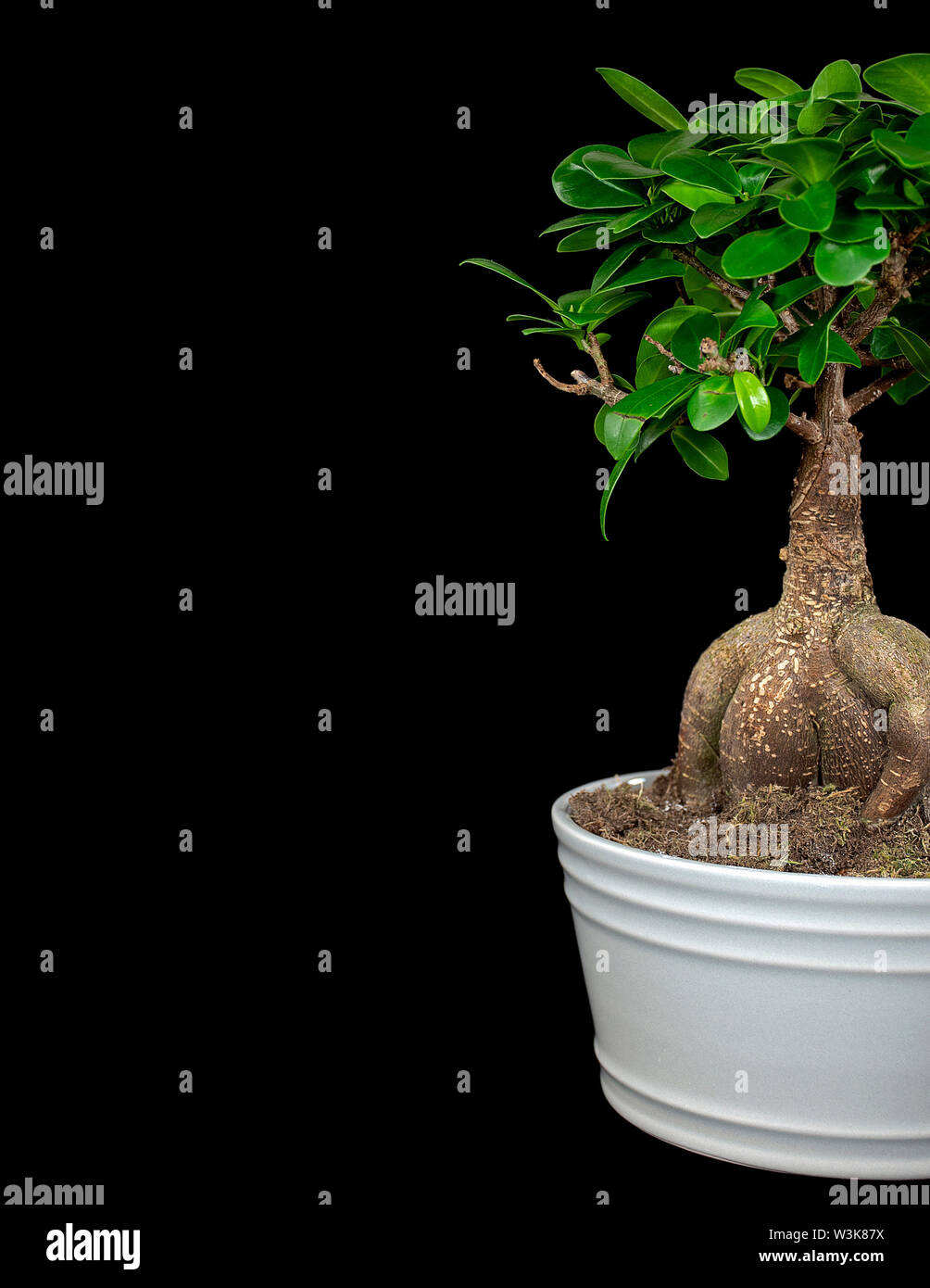 Ginseng Ficus Bonsai tree growing in white pot isolated on black background Stock Photo