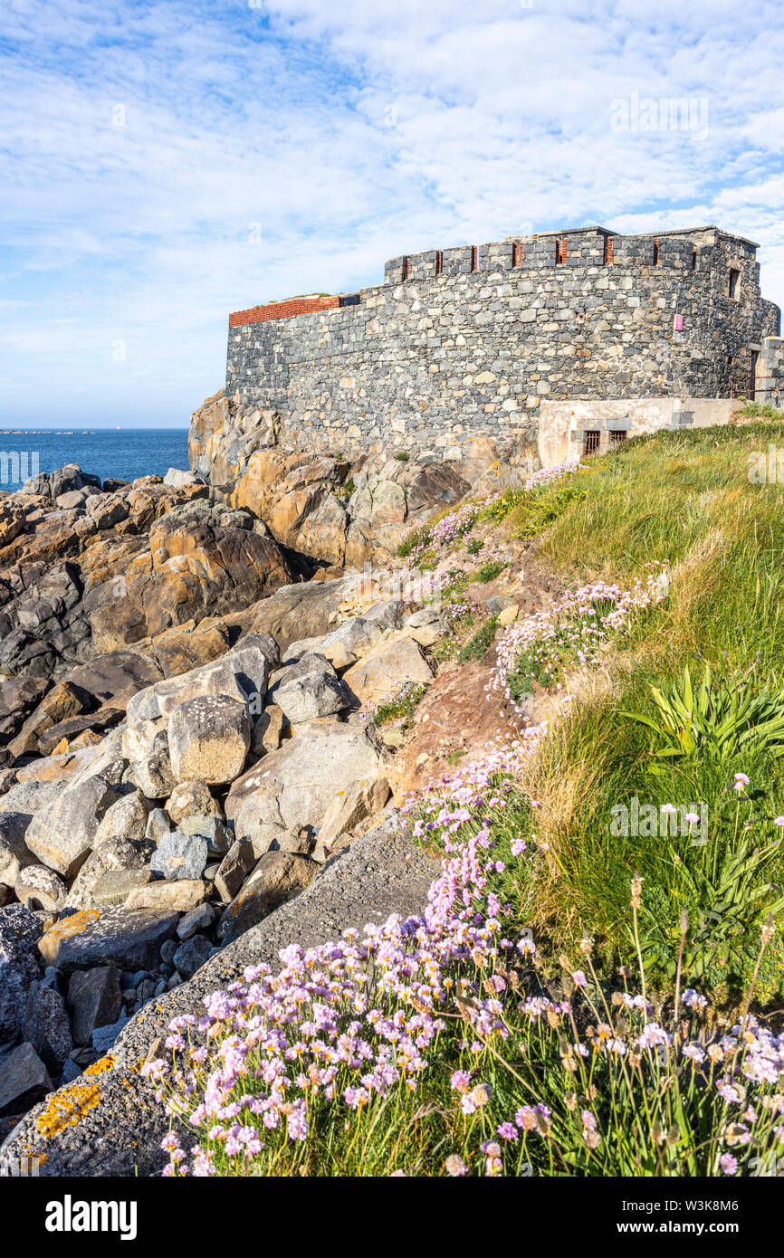 Sea thrift or sea pink on the coast beside Fort Doyle - built early 19th C as protection against a French invasion., Fontenelle Bay, Guernsey, UK Stock Photo