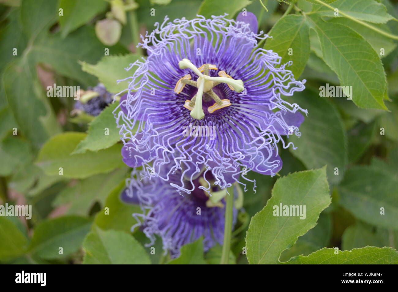 Purple passionflower; Passiflora incarnata, commonly known as maypop, purple passionflower, true passionflower, wild apricot, and wild passion vine, Stock Photo
