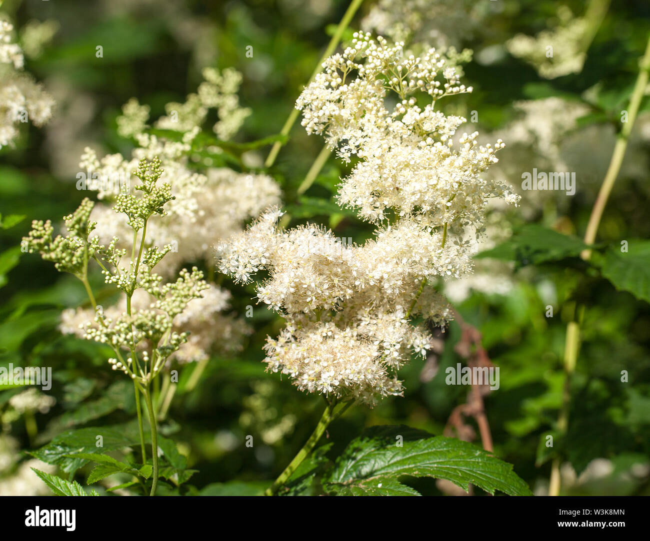 Nami Nami A Food Blog Meadowsweet Cordial Filipendula Ulmaria