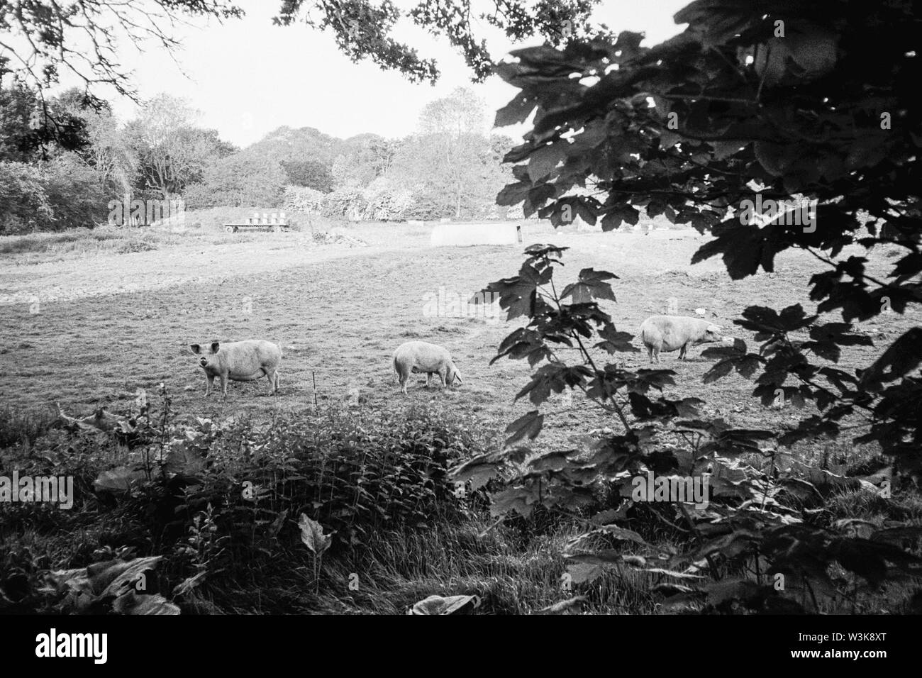 Sows out in the field, Pig Farm, Lymington Bottom Road, Medstead, Alton, Hampshire, England, united Kingdom Stock Photo