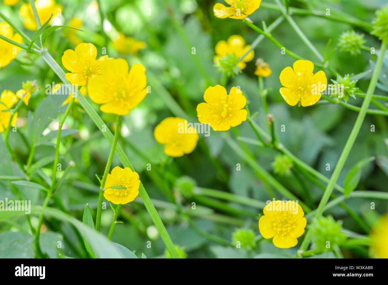 Buttercup meadow. Small wild yellow meadow flowers, shallow depth of field Stock Photo