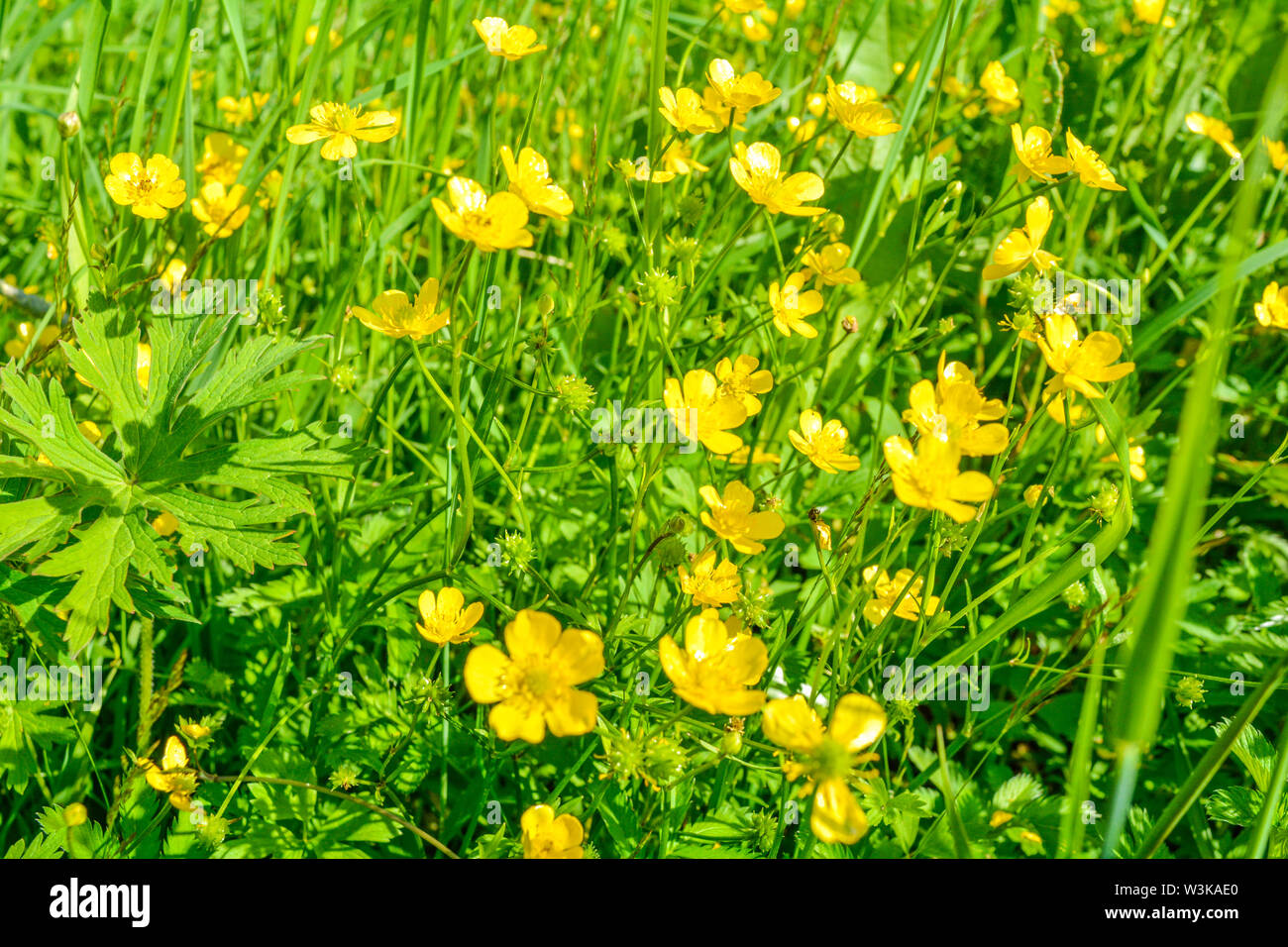 Buttercup meadow. Small wild yellow meadow flowers, shallow depth of field Stock Photo