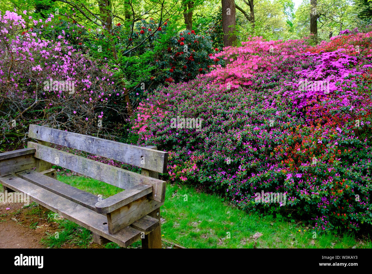 A wooden bench and bushes of pink and purple spring flowers, Isabella Plantation, Richmond Park, Surrey, England UK Stock Photo