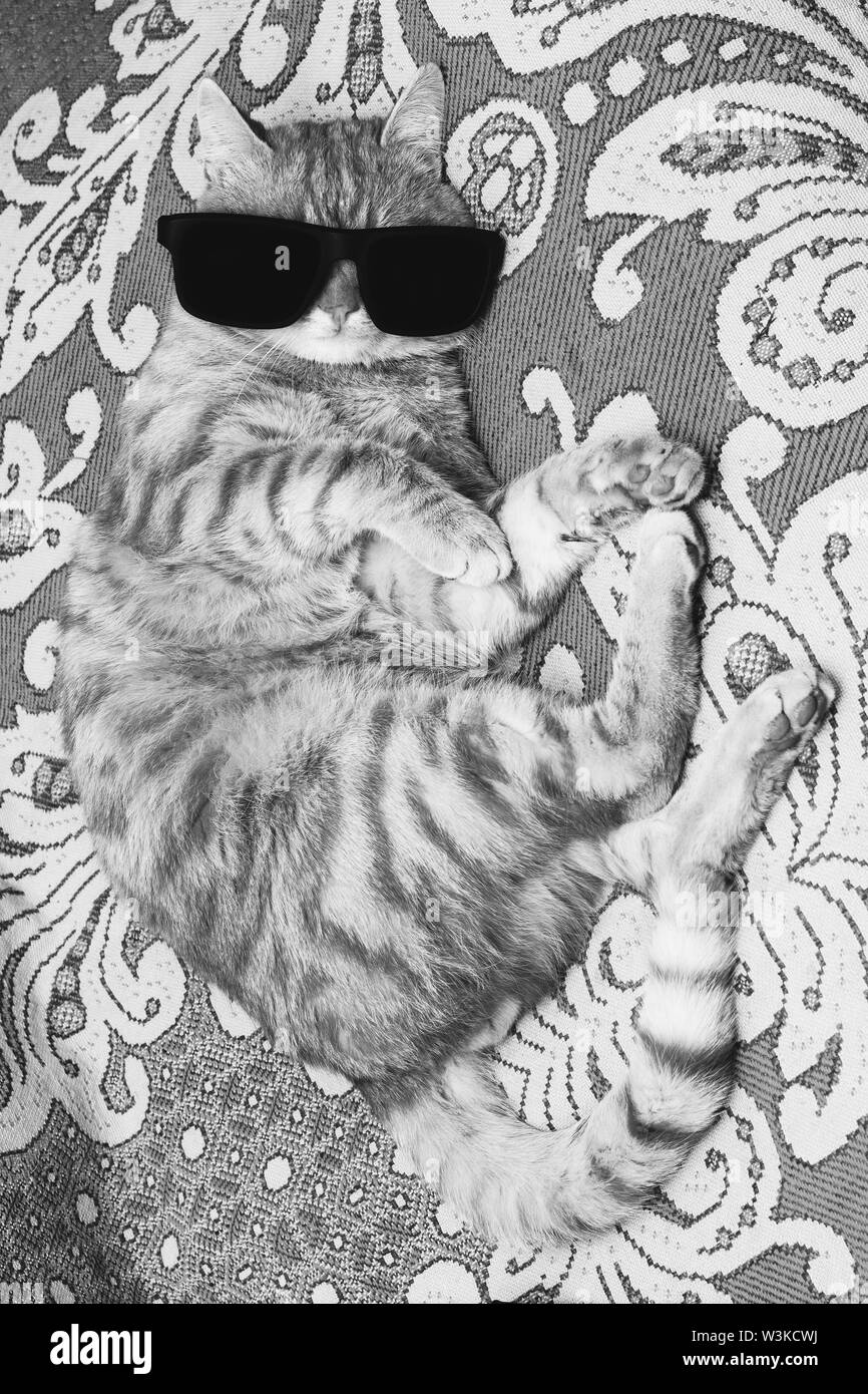 striped cat in black glasses lying on the couch, black and white photo Stock Photo