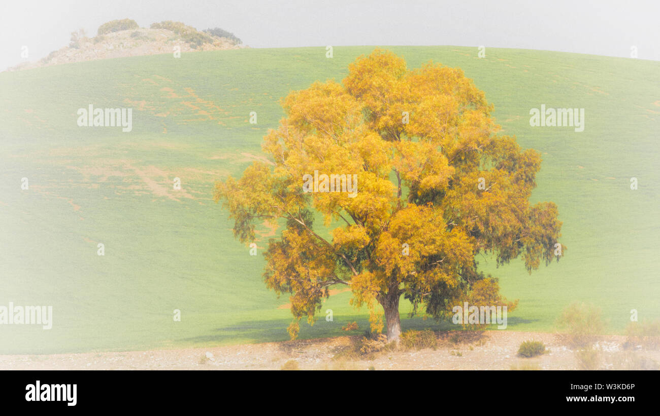 Lone tree against green hill. Stock Photo