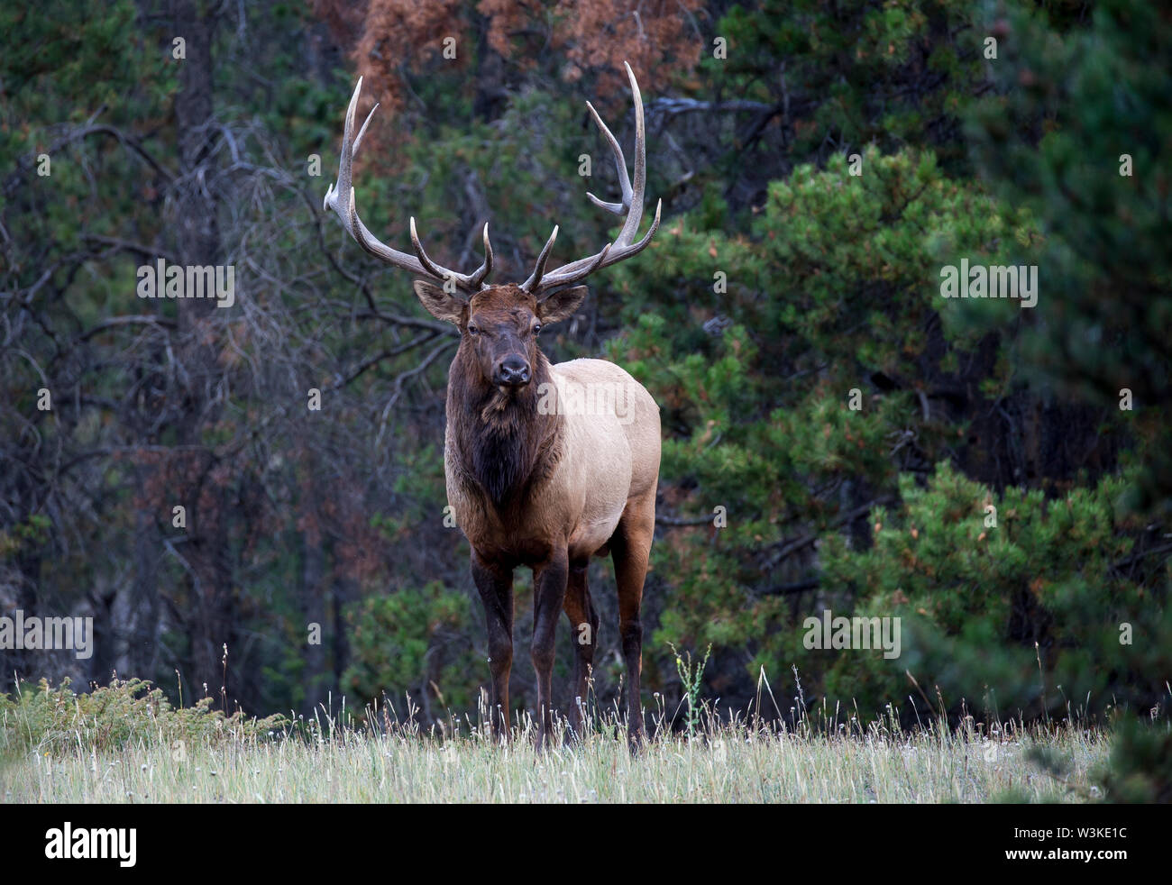 Wild Antlered bull elk during rutting season Stock Photo - Alamy