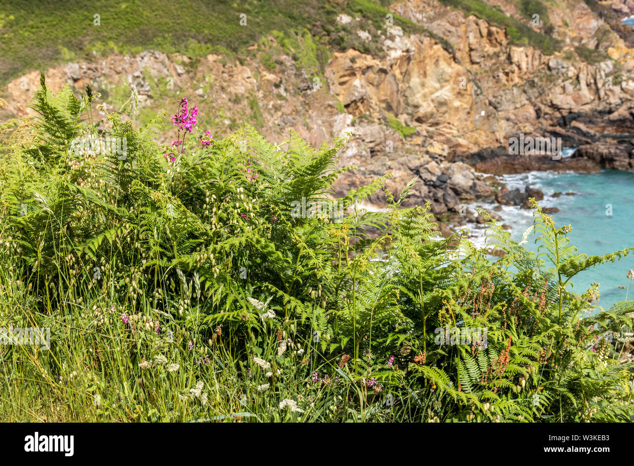 Wild flowers and ferns beside the coastal path on the cliffs above Petit Bot Bay on the beautiful rugged south coast of Guernsey, Channel Islands UK Stock Photo