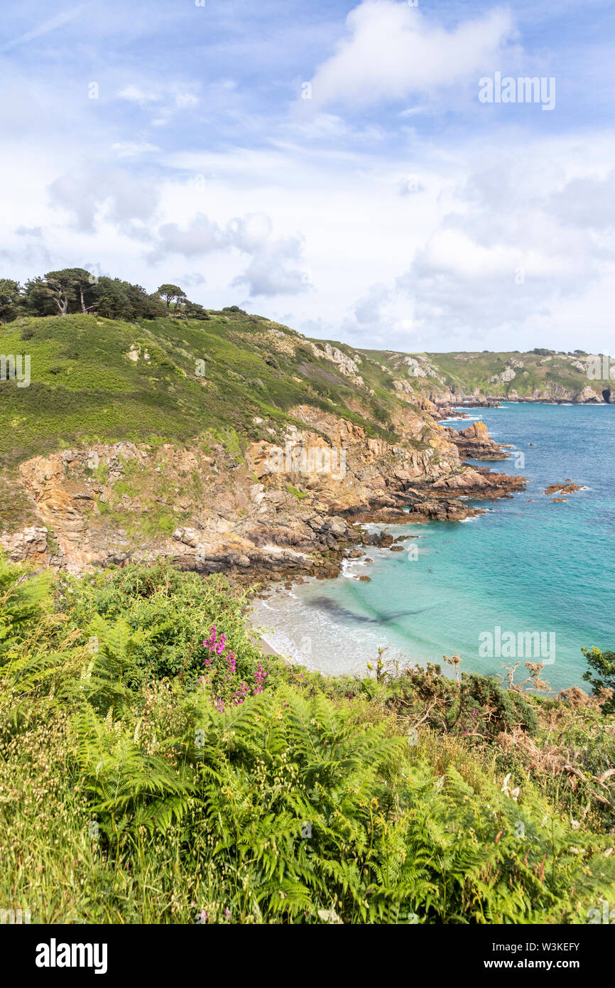 Wild flowers and ferns beside the coastal path on the cliffs above Petit Bot Bay on the beautiful rugged south coast of Guernsey, Channel Islands UK Stock Photo