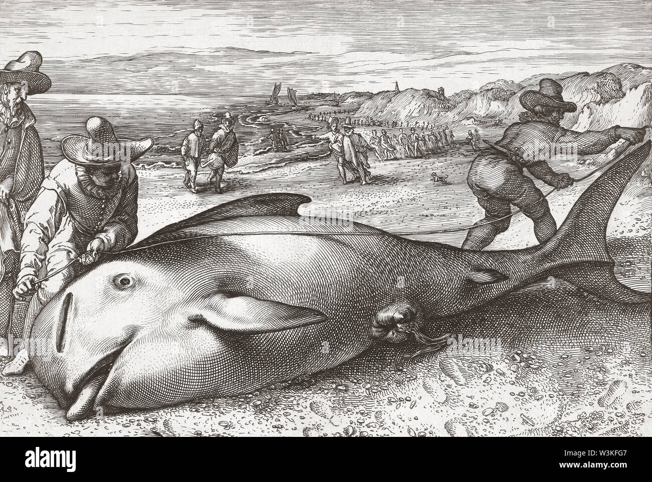 Two men measure the length of a dead stranded whale.  After a late 16th century print. Stock Photo