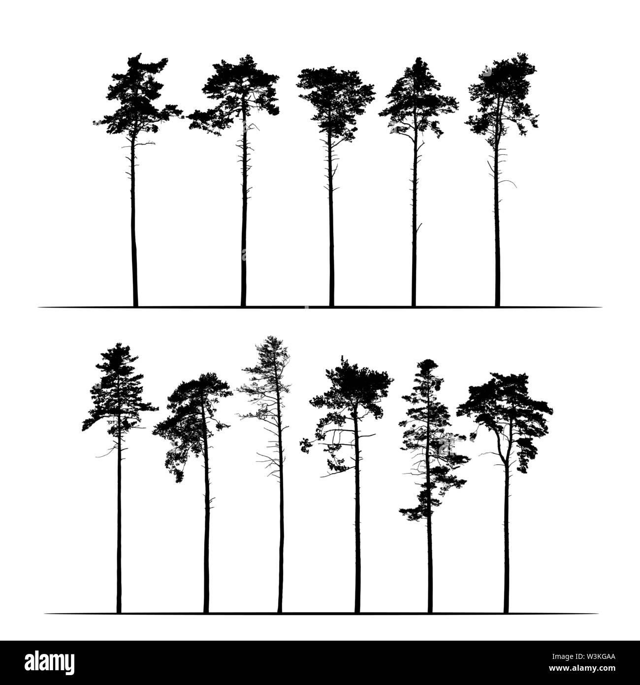 Tall Pine Tree Drawing