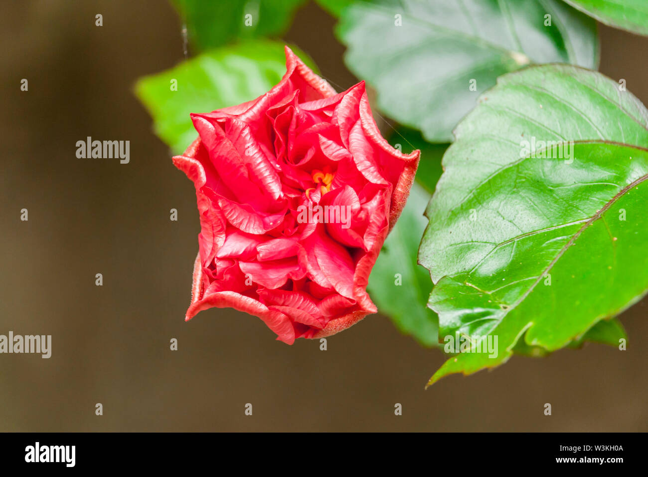 Hibiscus Flower Bud, Macro Of Red China Rose Flower Stock Photo Alamy
