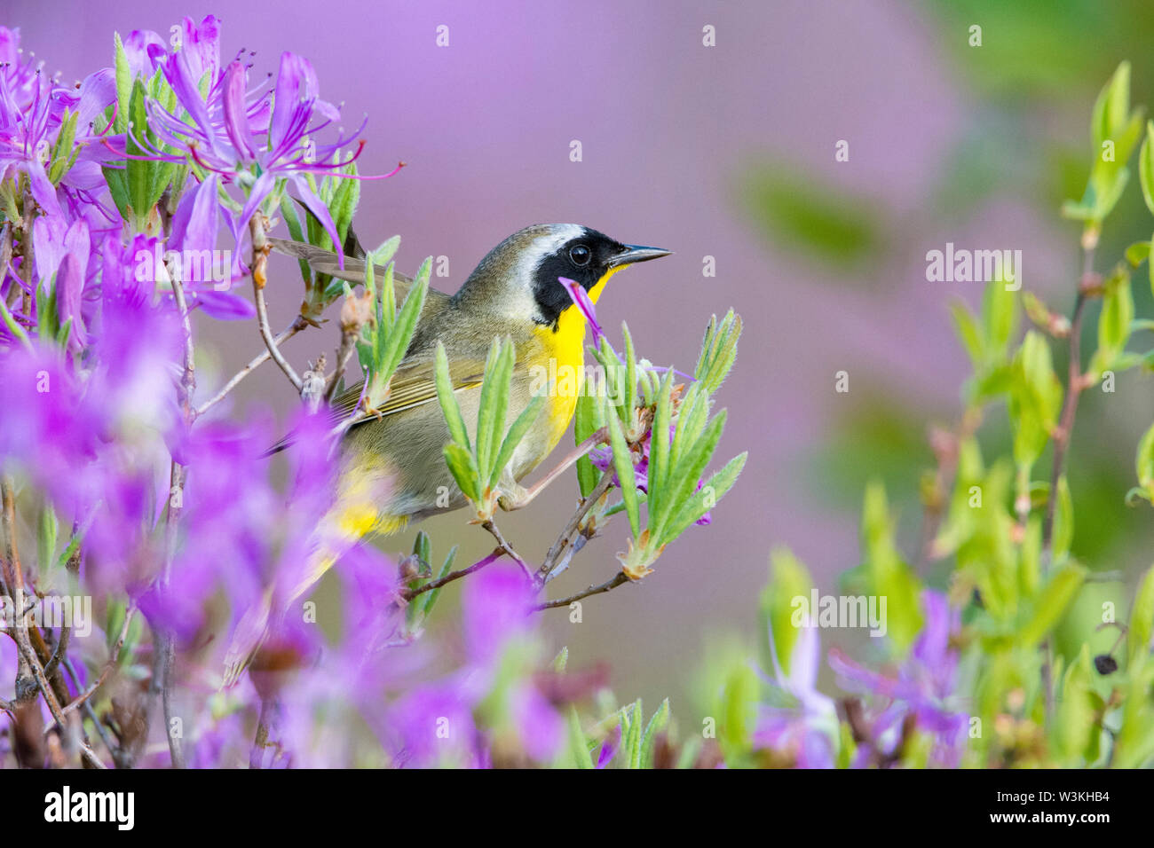 common yellowthroat, Geothlypis trichas, male, perched on pinkish