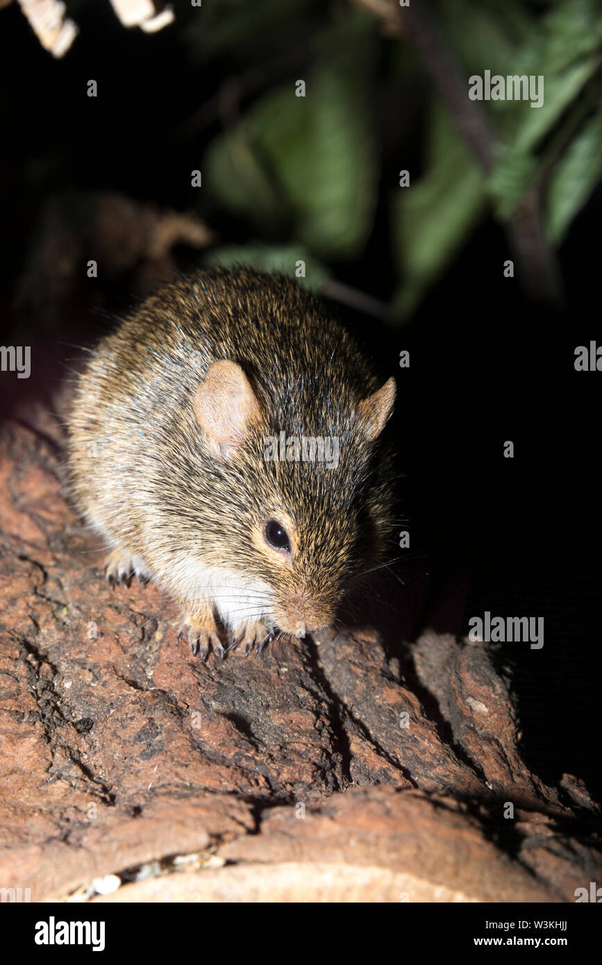 Neumann's Grass Rat (Arvicanthis neumanni) Stock Photo
