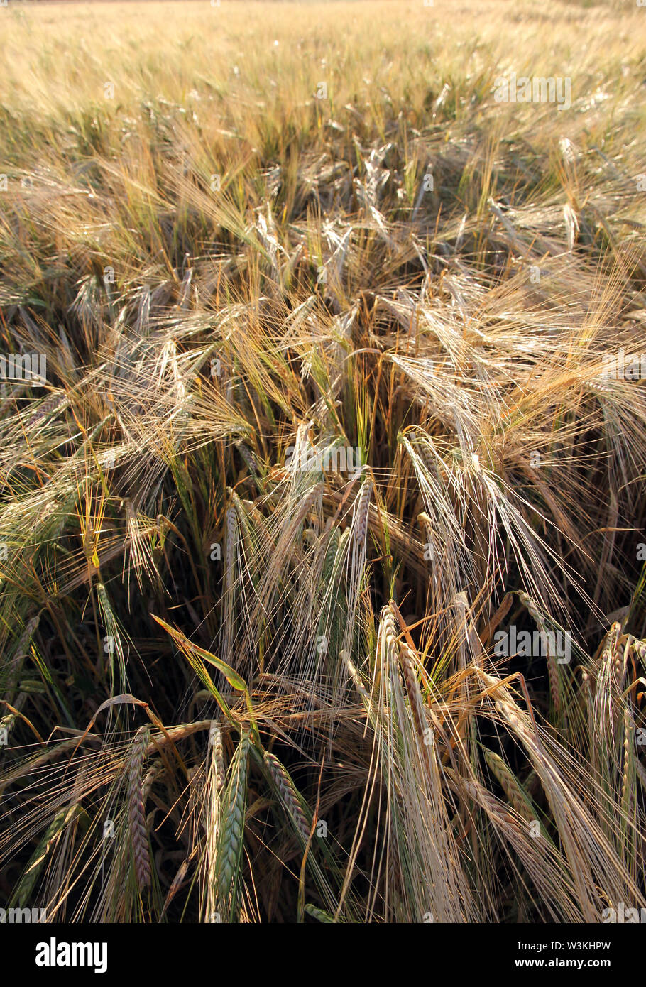 barley field Cambridge Stock Photo