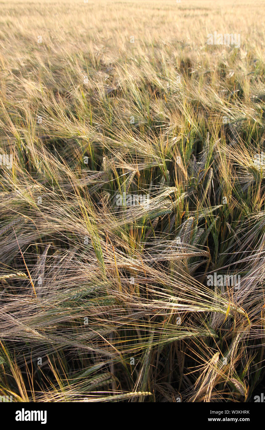 barley field Cambridge Stock Photo