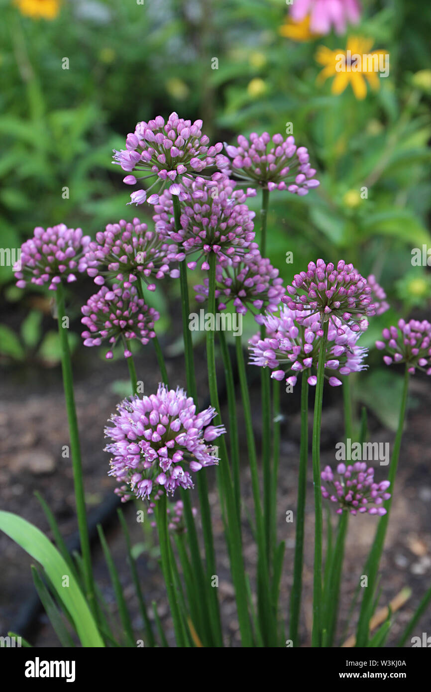 Close up of a cluster of blooming Allium Millenium in a garden with a blurred background Stock Photo