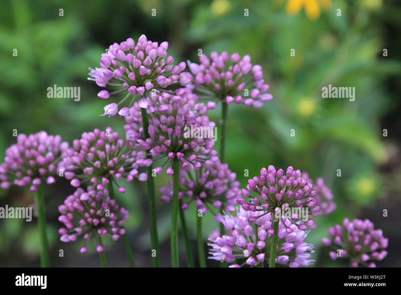 Close up of a cluster of blooming Allium Millenium in a garden with a blurred background and a soft focus Stock Photo
